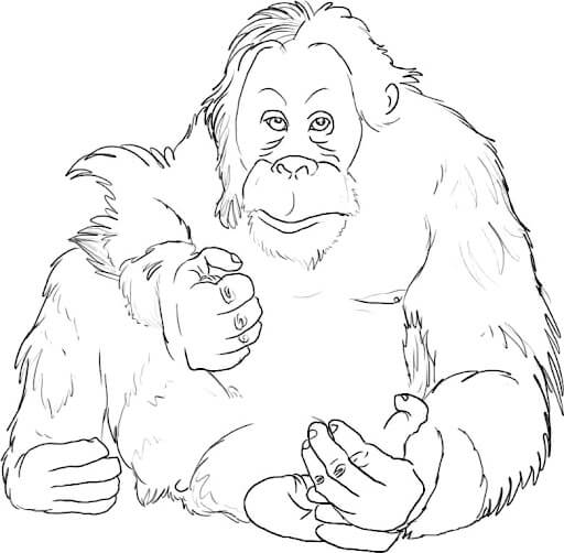 Orangután Hormal