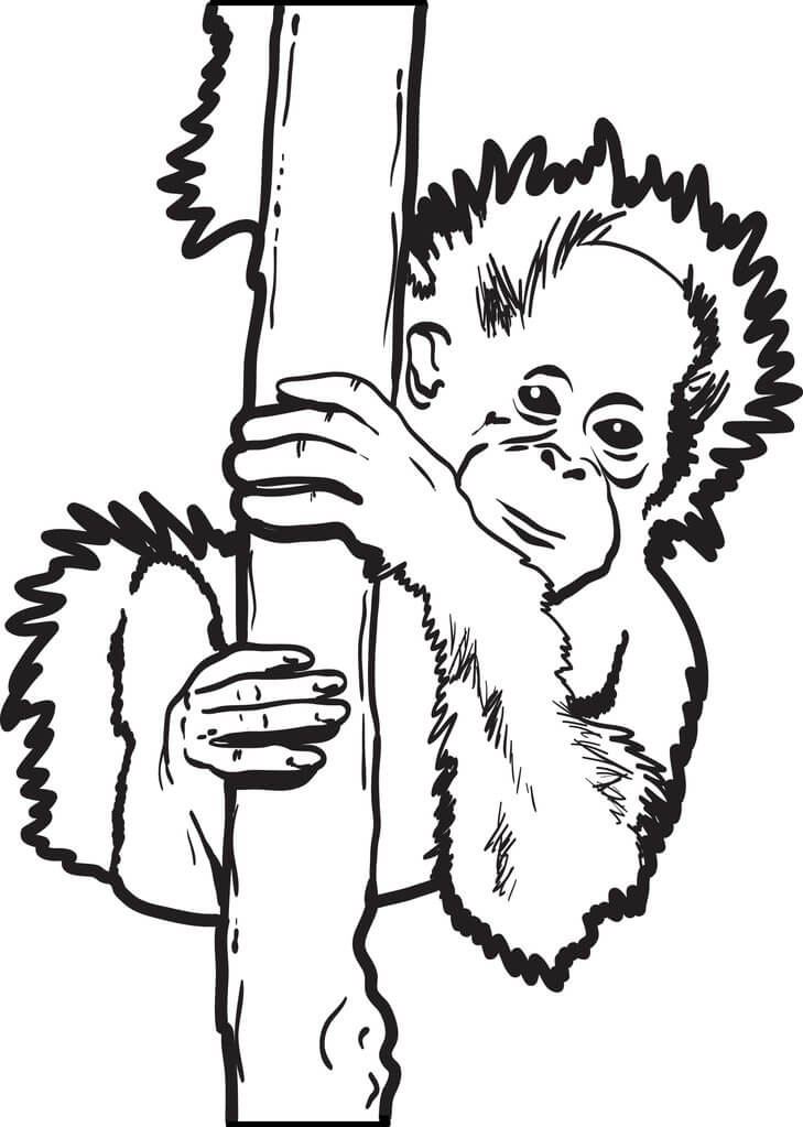 Orangután Impresionante