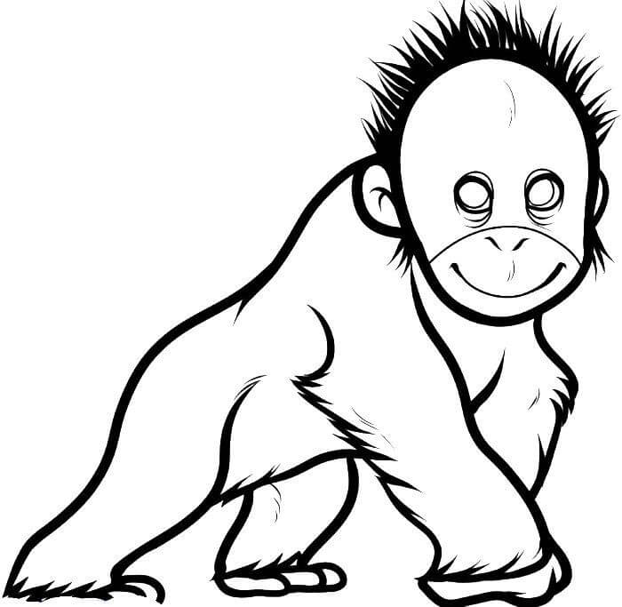 Orangután Perfecto