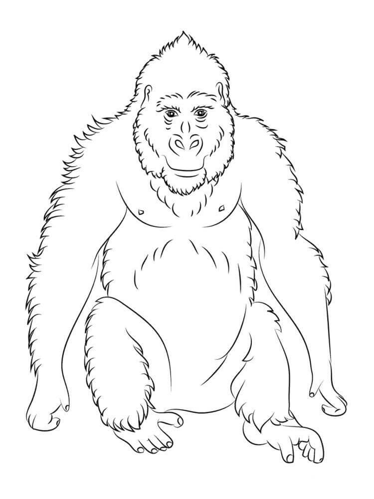 Orangután Sentado