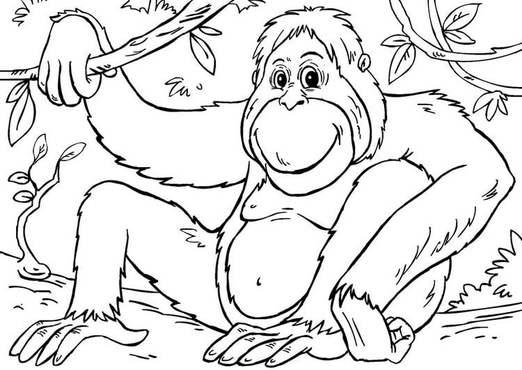Orangután Sonriendo