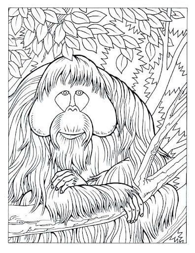 Orangután Viejo