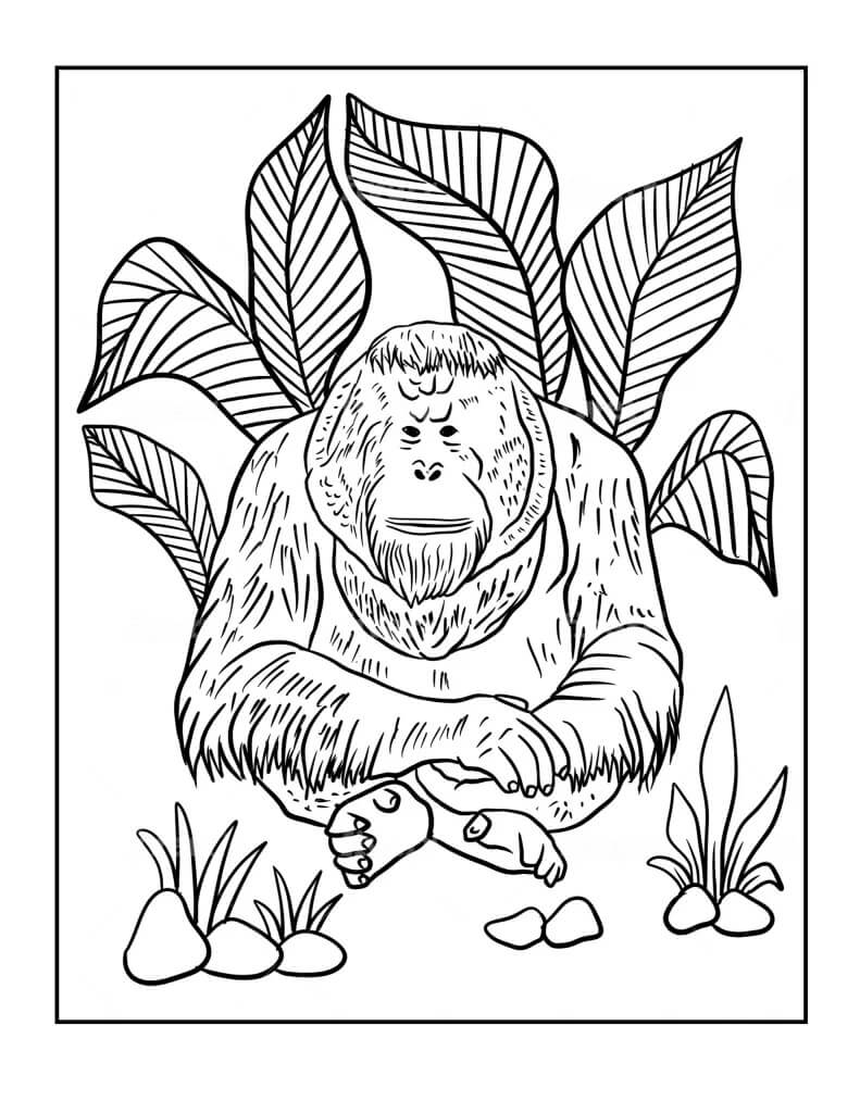 Orangután de Borneo