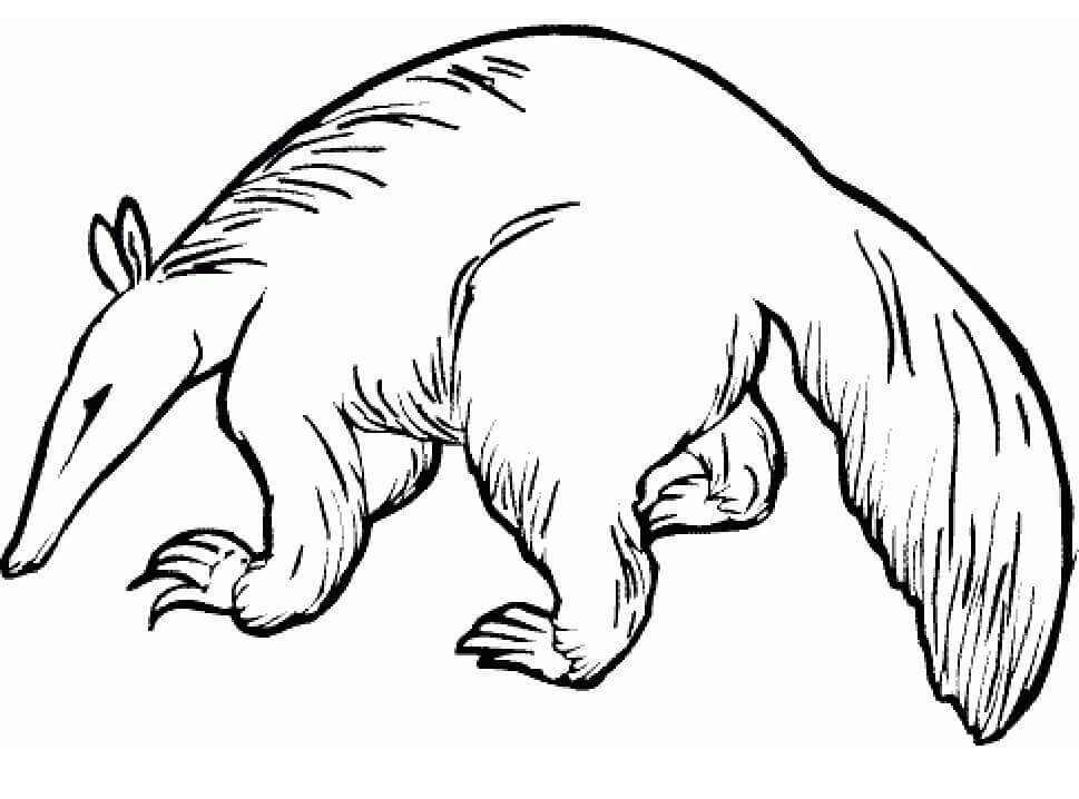 Oso Hormiguero Salvaje