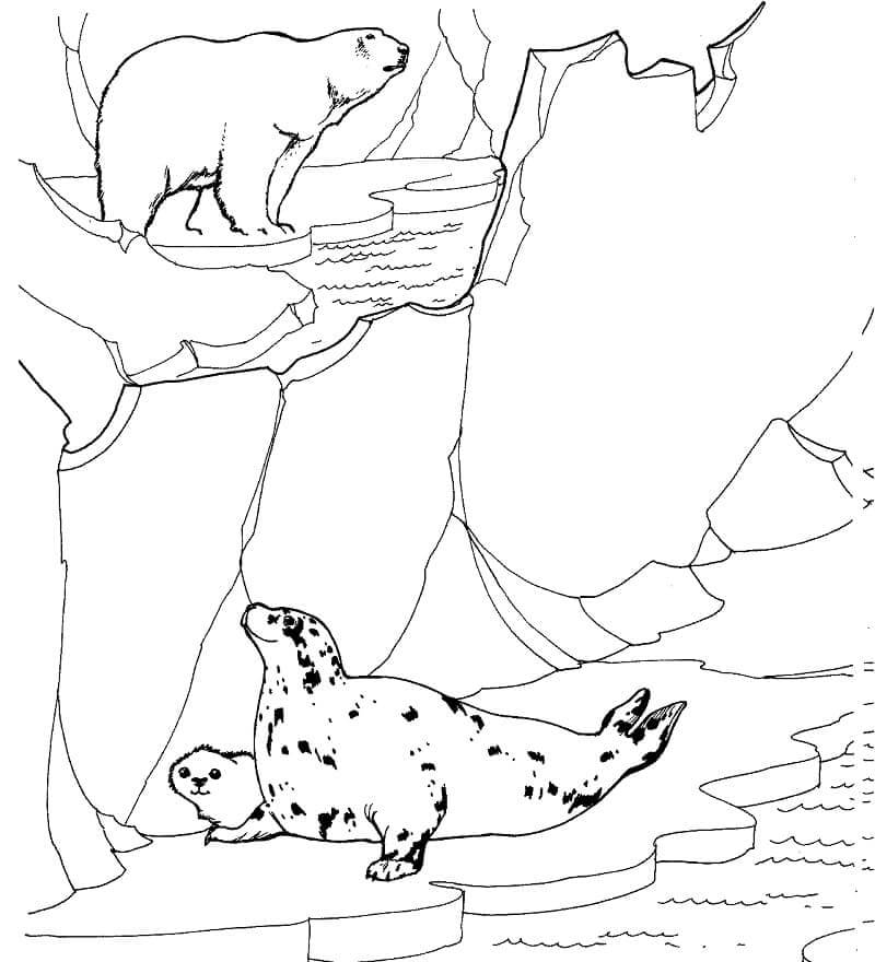 Oso Polar y Focas