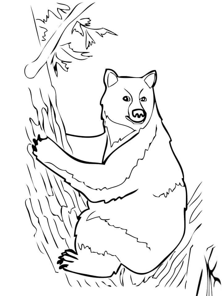 Oso