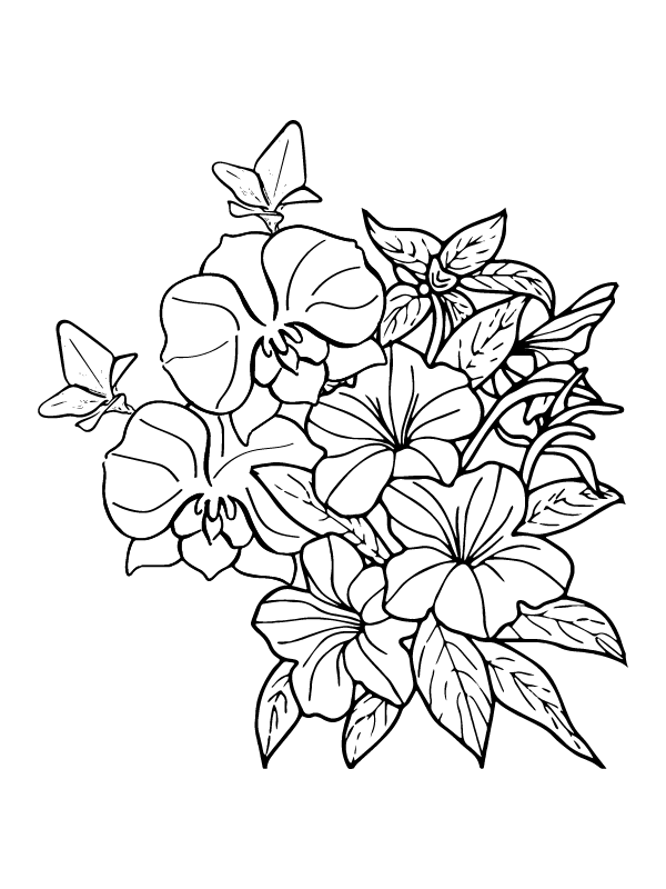 Petunia