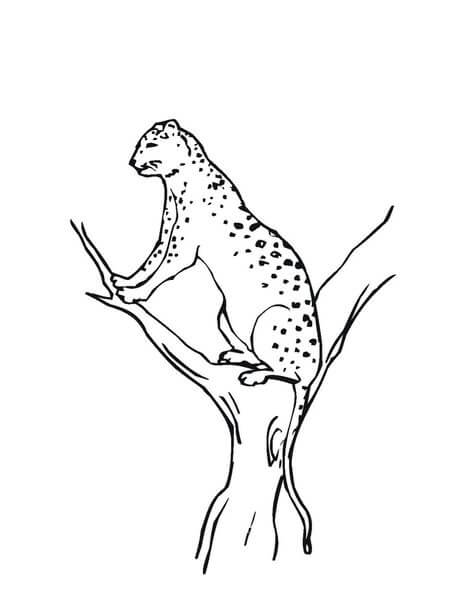 Pantera en Rama de Árbol
