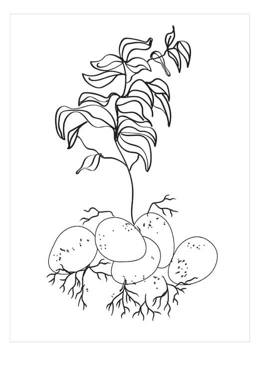 Patatas de Árbol Básicas