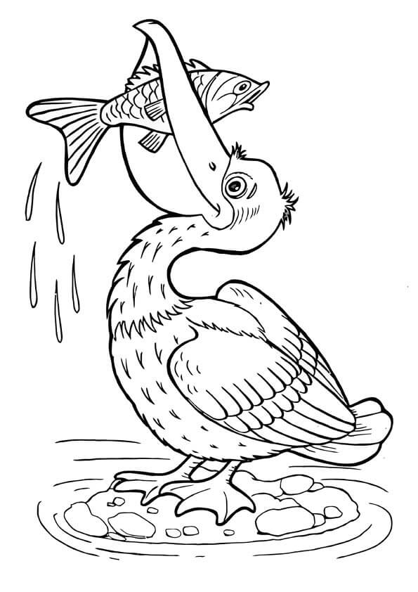 Pelícano Básico Comiendo Pescado
