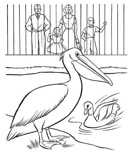 Pelícano y Pato en el Zoológico