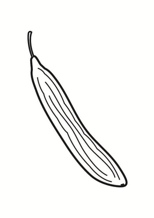 Pepino Largo