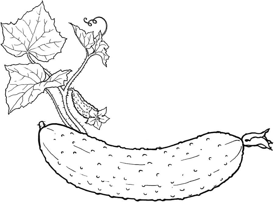 Pepino con Hojas