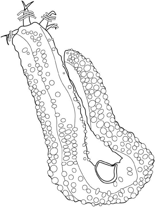 Pepino de Mar