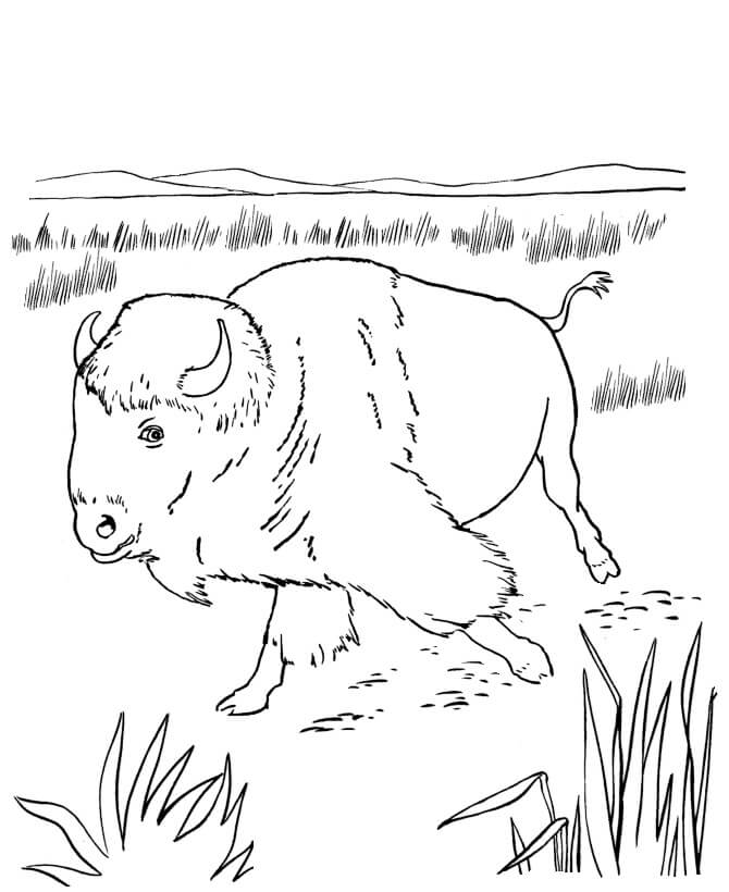 Pequeño Búfalo Caminando