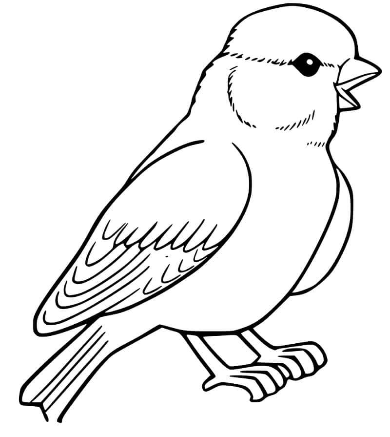 Pequeño Gorrión