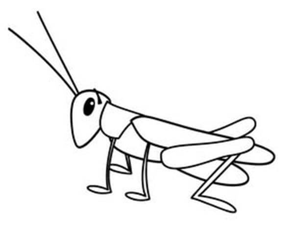 Pequeño Saltamontes