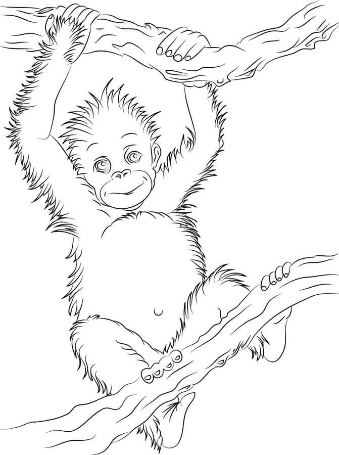 Pequeño árbol de rama Trepadora de Orangután