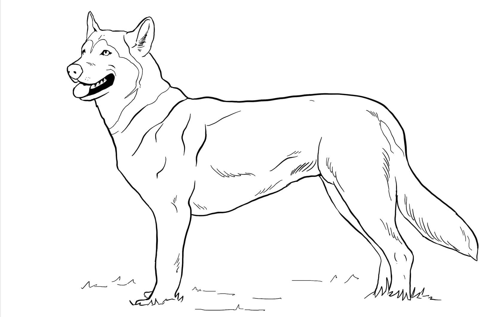 Perro Inuit Del Norte