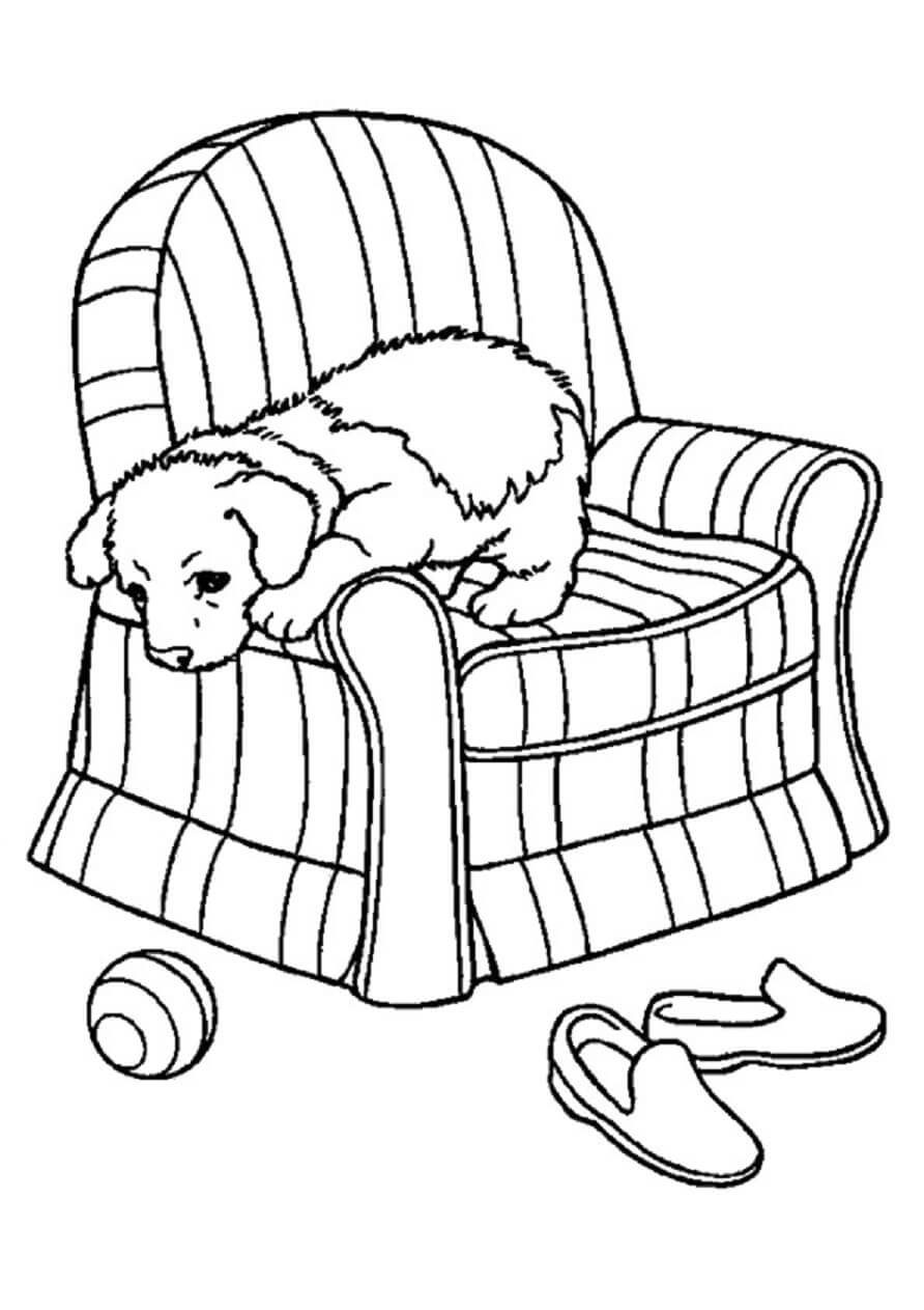 Perro Jugando en la Silla