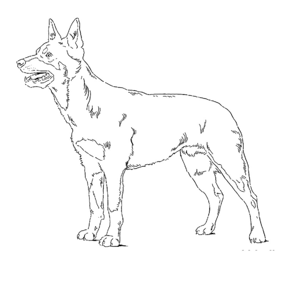 Perro