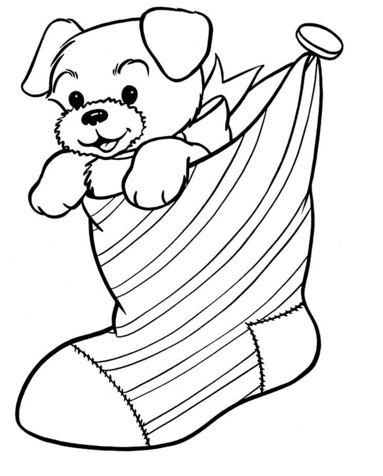 Perro en un Calcetín