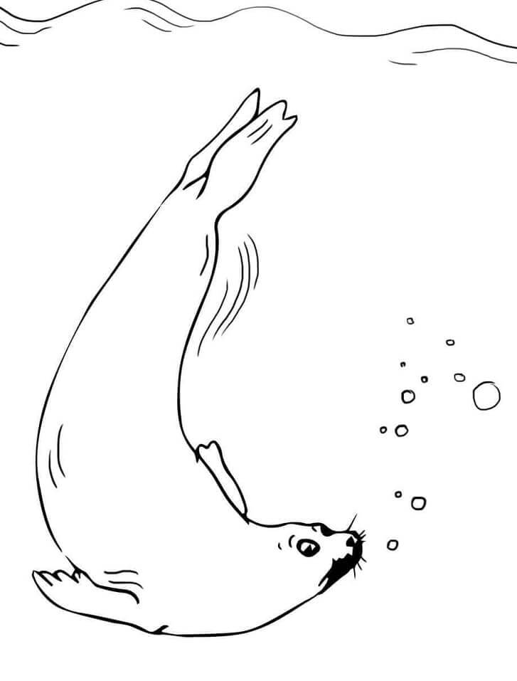 Piel de Foca