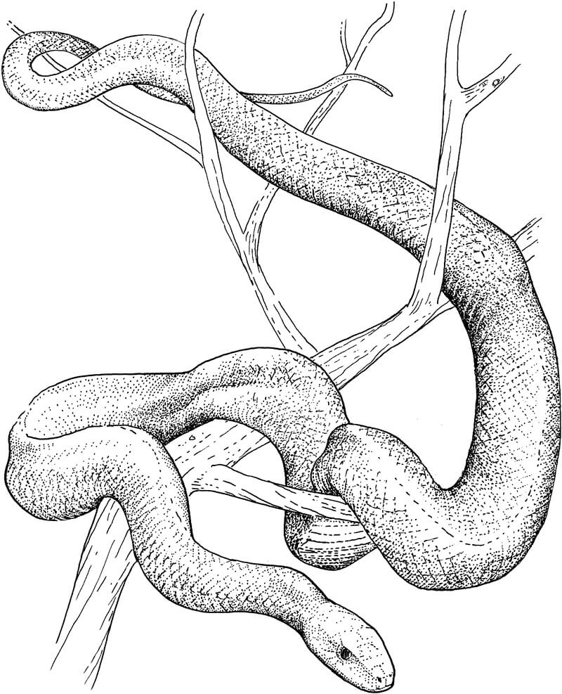 Pitón en Árbol
