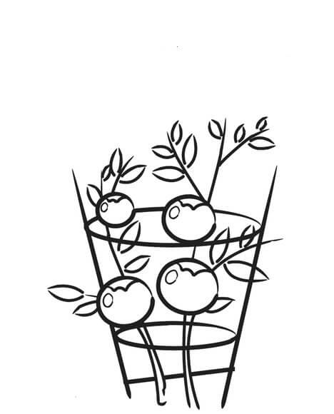 Planta de Tomate