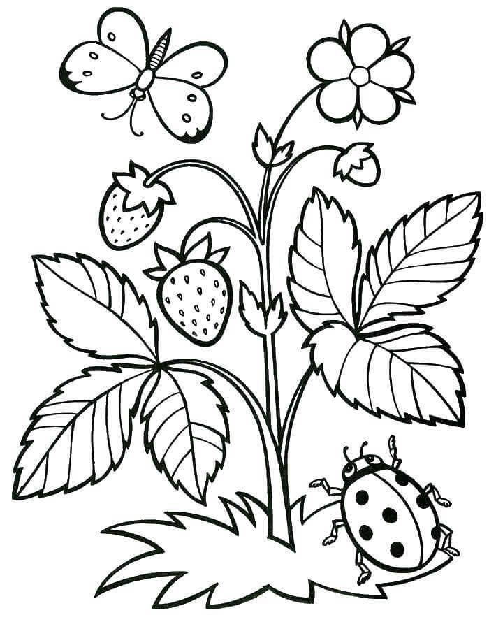 Plantas e Insectos de Fresa
