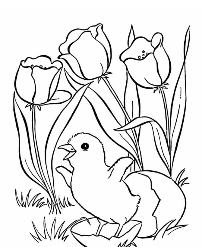 Pollito de Pascua y Rosa