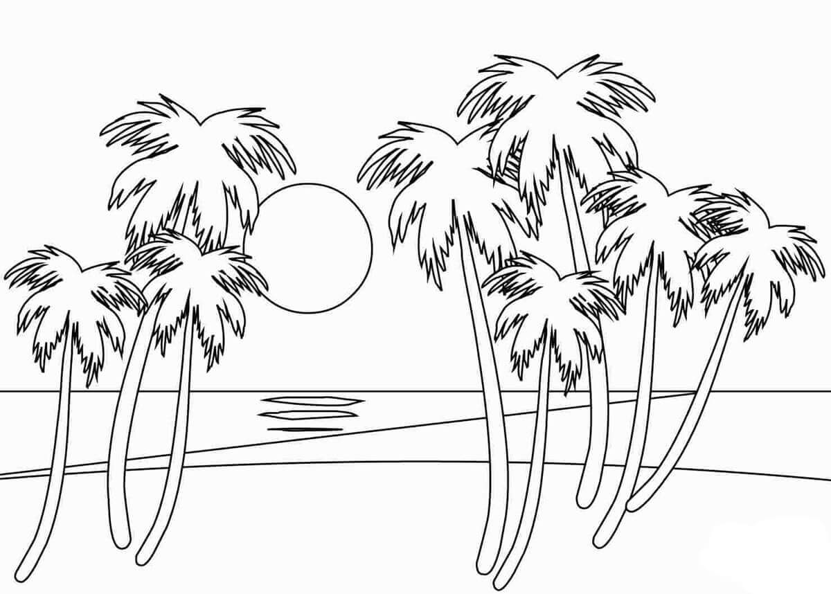 Puesta de Sol Y Palmera