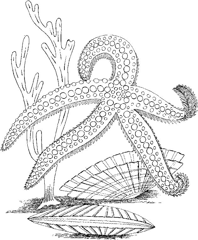 Pulpo y Estrella de Mar