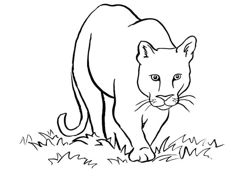 Puma Caminando
