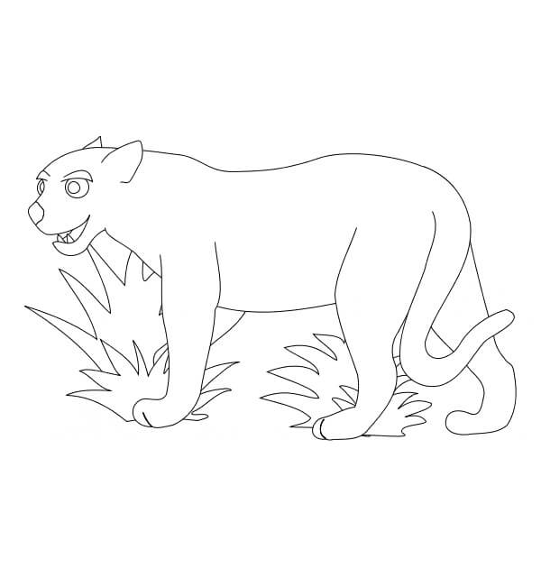 Puma Gracioso