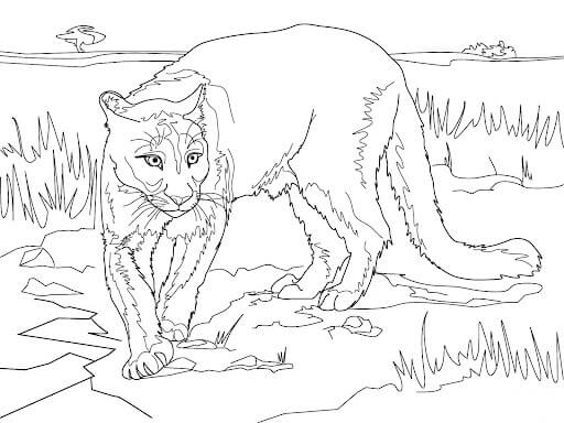 Puma Impresionante