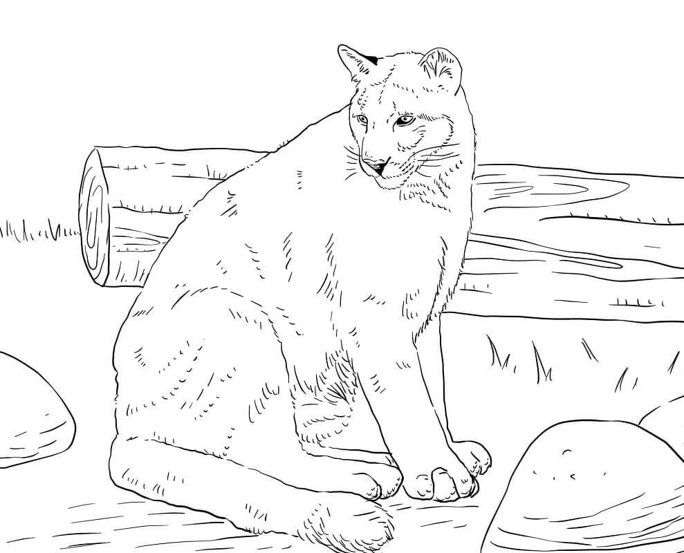 Puma Sentado
