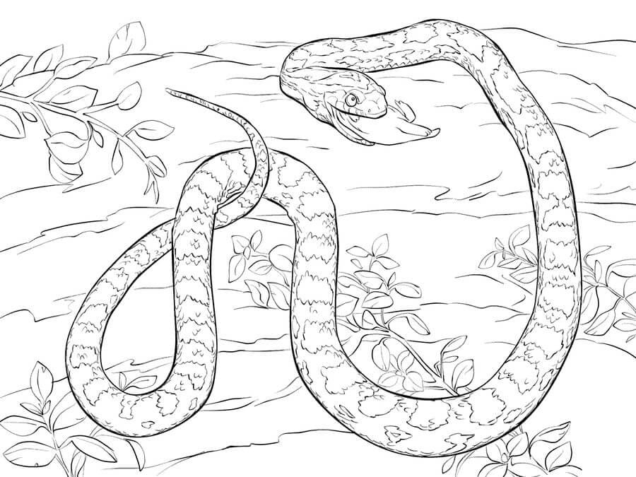 Python Gratis