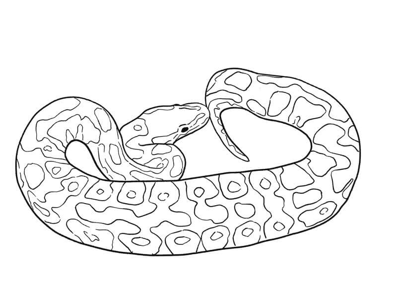 Python Imprimible