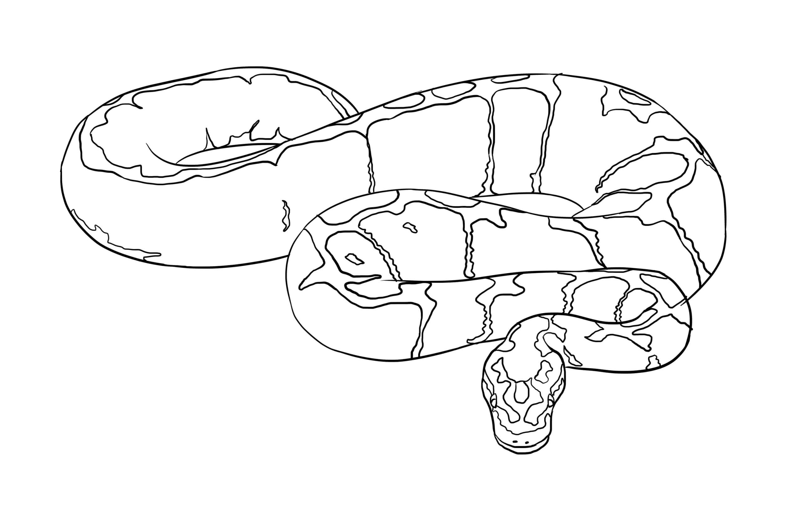 Pitón