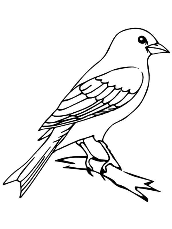 Pájaro Canario