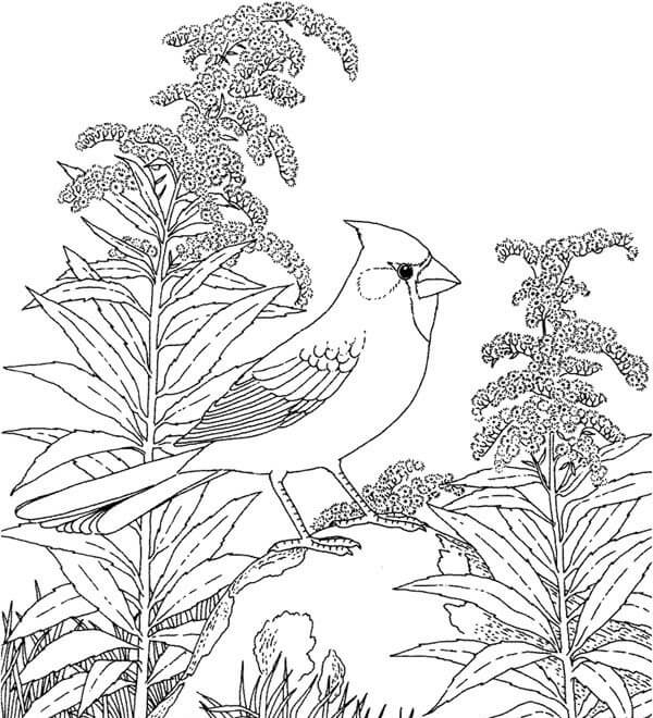 Pájaro Cardenal Norteño