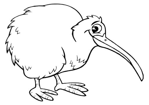 Pájaro Del Kiwi