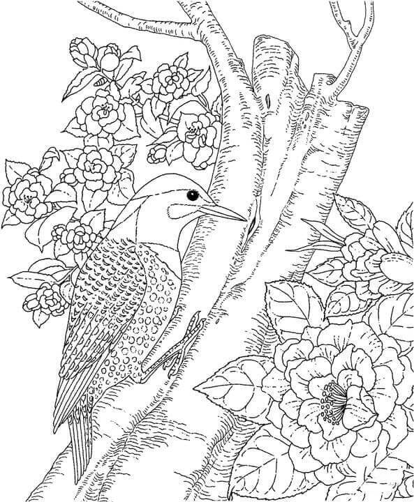 Pájaro Carpintero