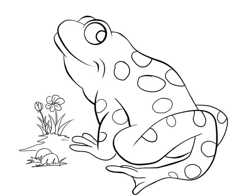 Rana Linda