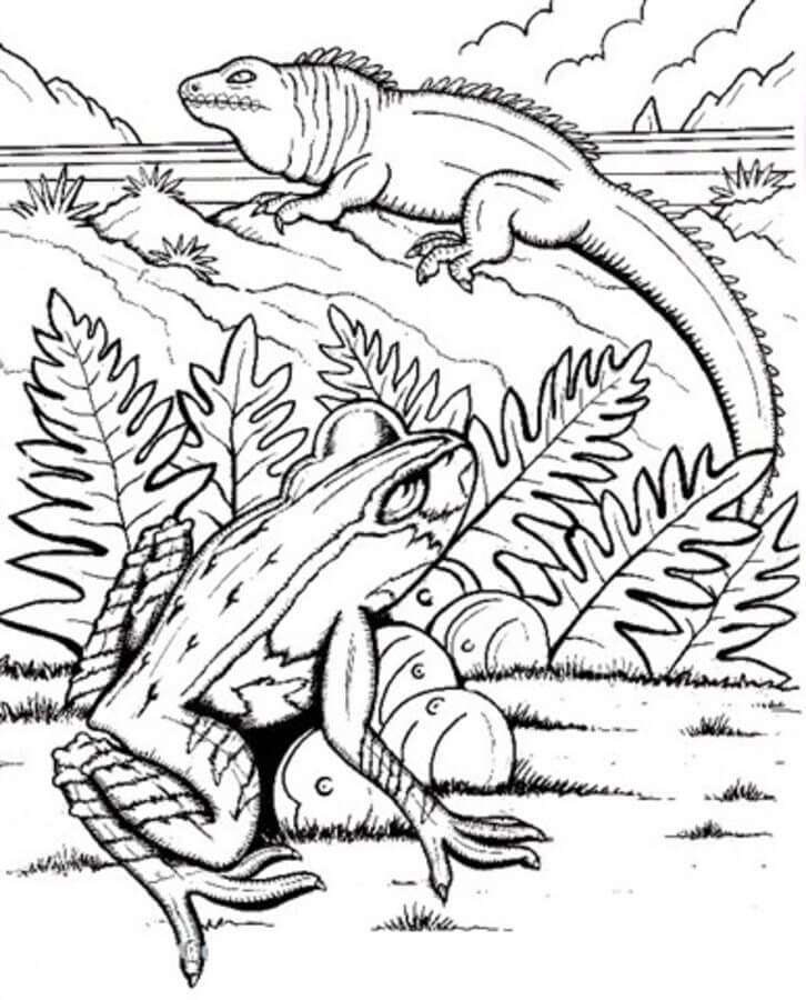 Rana y Dragón América del Sur