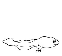 Renacuajo