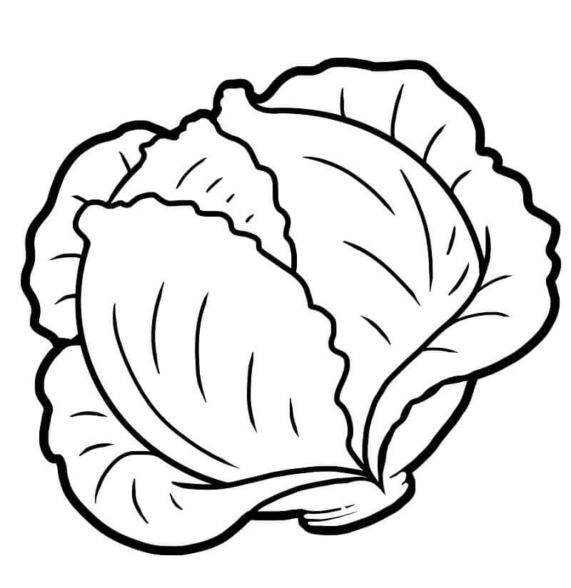 Repollo Verde 1