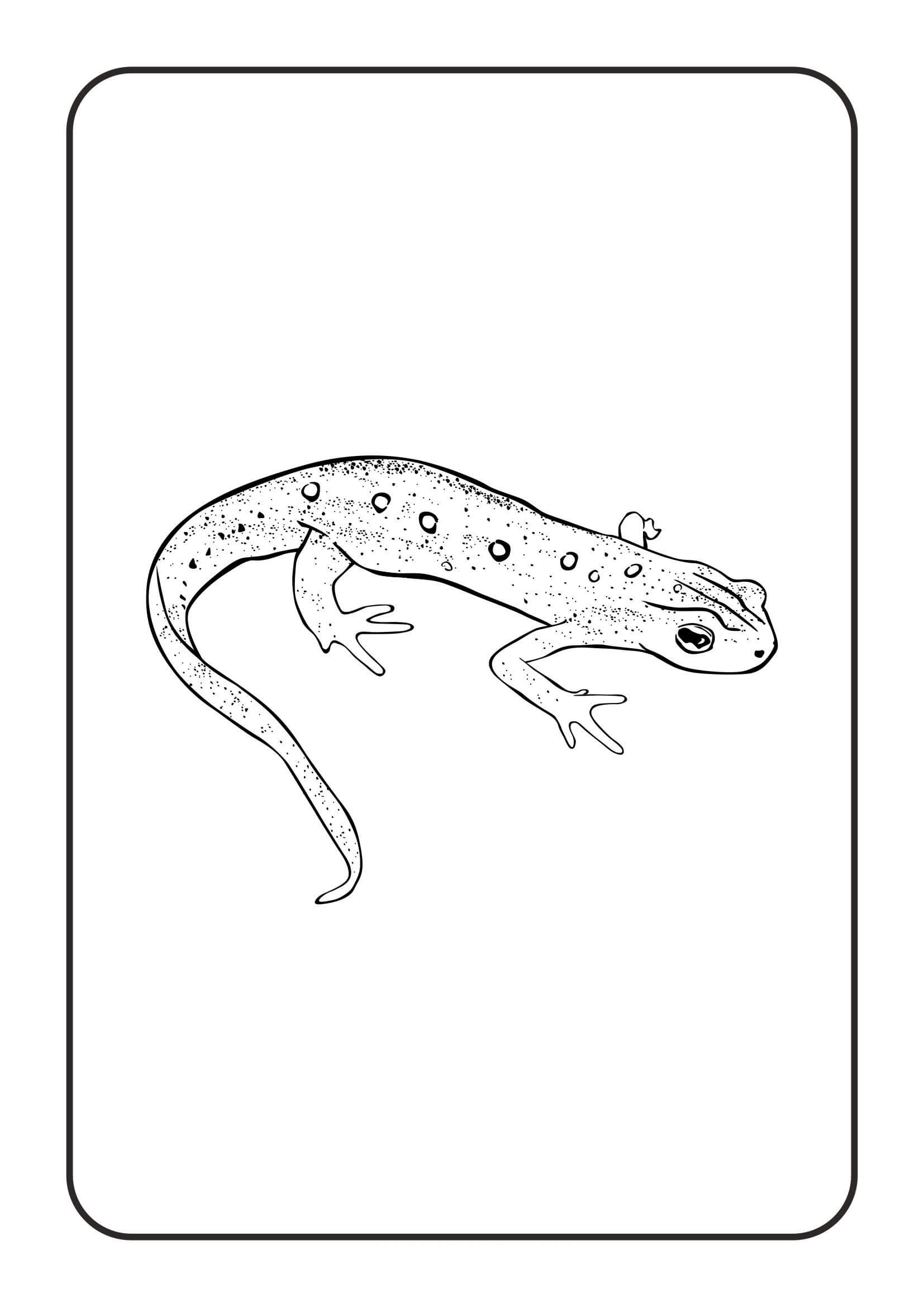 Reptiles Tritón Oriental