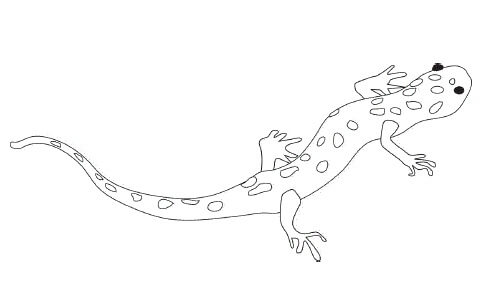 Reptiles